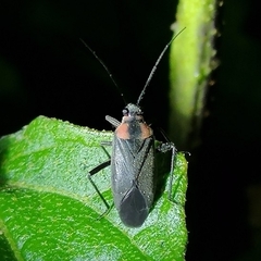 Prepops procorrentinus