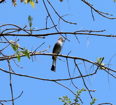 Ptiliogonys cinereus