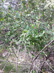Lonicera arborea