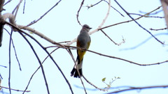 Ptiliogonys cinereus