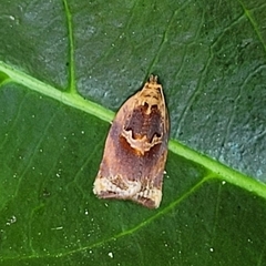 Argyrotaenia amatana
