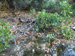 Arctostaphylos patula