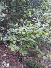 Lonicera arborea