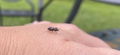 Polyphaga