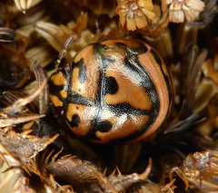 Sphaerocoris testudogrisea