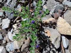 Scutellaria potosina