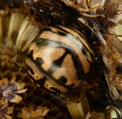 Sphaerocoris testudogrisea