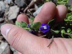 Scutellaria potosina