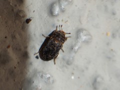 Dermestes intermedius