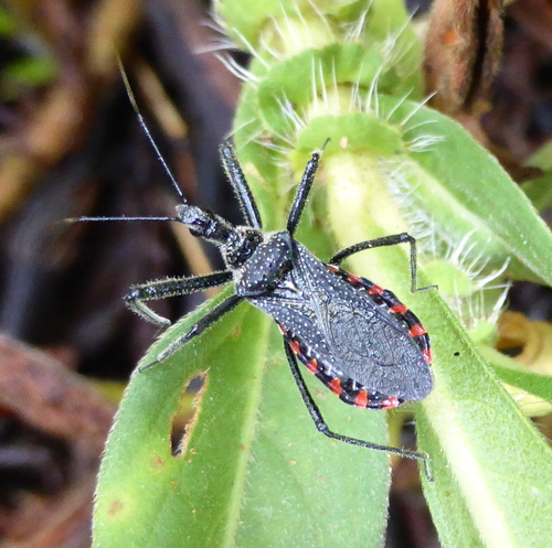 Rhynocoris tristis (Stål, 1855)
