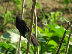 Crotophaga sulcirostris