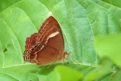 Abisara abnormis