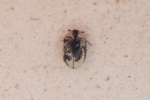 Bervidinis Kailiavabalis nuotrauka