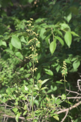 Heuchera richardsonii