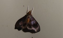 Hemiscopis violacea