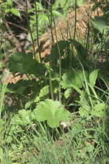 Heuchera richardsonii