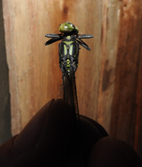 Notogomphus spinosus