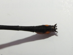 Notogomphus spinosus