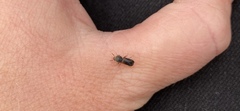 Polyphaga