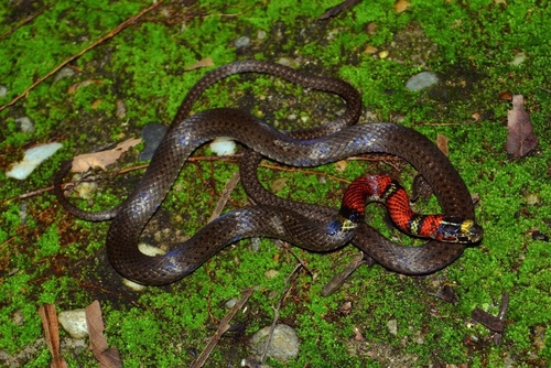 Guatemala Neckband Snake