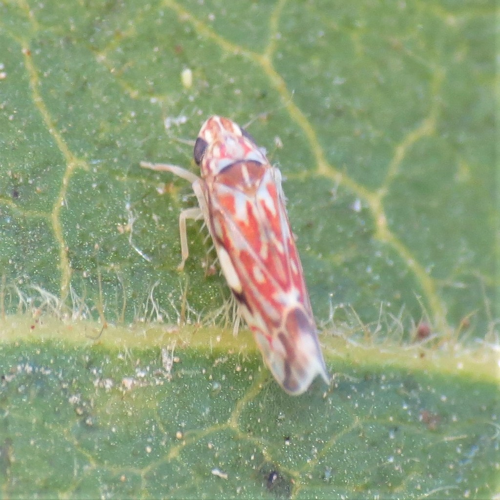 Erasmoneura