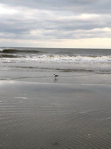 Laughing Gull photographed in South Carolina