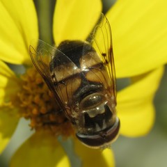 Copestylum apiciferum