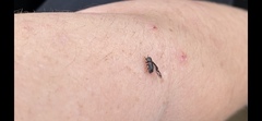 Polyphaga