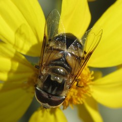 Copestylum apiciferum