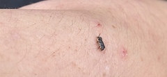 Polyphaga