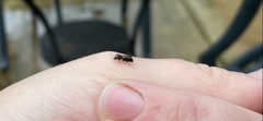 Polyphaga