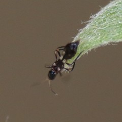 Franklinothrips vespiformis