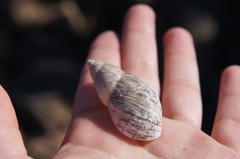 Plectostylus coquimbensis