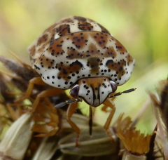 Sphaerocoris testudogrisea