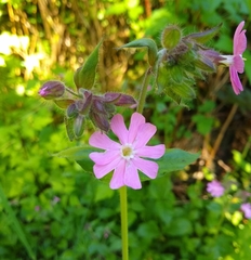 Melandrium