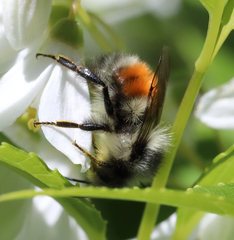 Bombus sylvicola