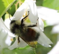 Bombus sylvicola