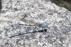 Argia agrioides