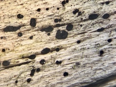 Durella macrospora