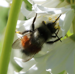 Bombus sylvicola