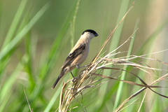 Sporophila pileata