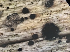 Durella macrospora