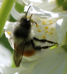 Bombus sylvicola