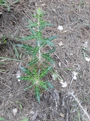 Ptilostemon hispanicus