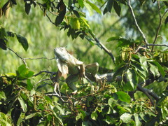 Iguana iguana