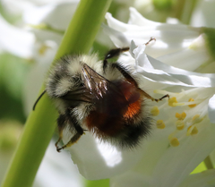 Bombus sylvicola