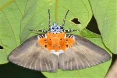 Peridrome orbicularis