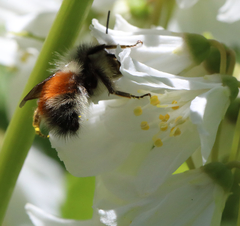 Bombus sylvicola