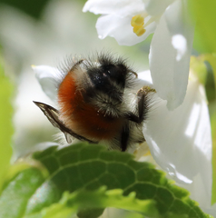 Bombus sylvicola