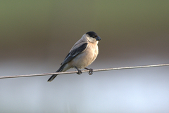 Sporophila pileata